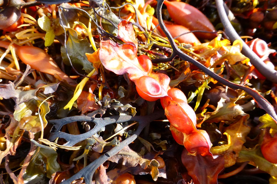 Seaweed at strandline